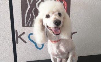 Consultorio Veterinario KOKER