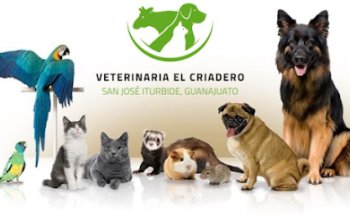 Clínica Veterinaria 