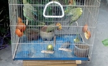 Veterinaria San Jorge