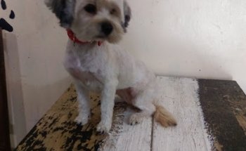 Clínica veterinaria y estetica canina La Pulga