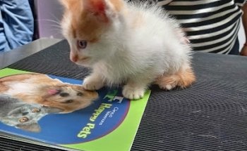 Kabana Zoo Veterinaria Suc. Felipe Villanueva