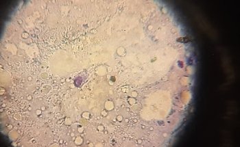 CENTRO MEDICO VETERINARIO OLAFF