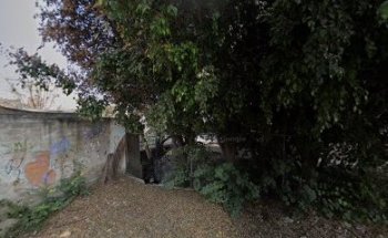 La Libelula Mascotas