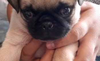 Clinica veterinaria Valdivieso