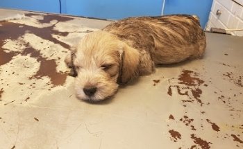 Clinica Veterinaria Y Estetica Canina Petit's