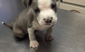 Veterinaria Dr. Mario De Leon