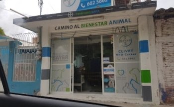 Cli Vet Mi Pequeño Dragón