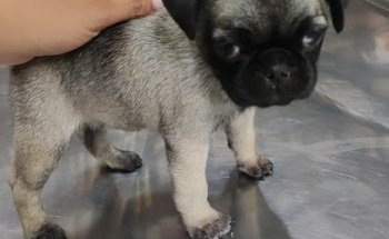 Veterinaria Happy Pets