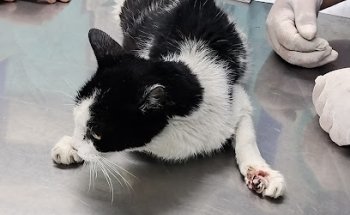 Clinica Veterinaria San Pedro