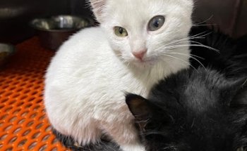 Veterinaria Margarita