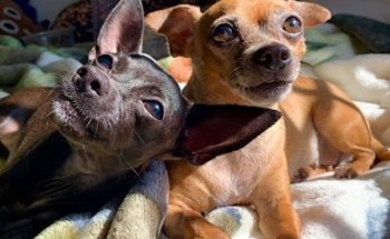 Vitanimal Clinica Veterinaria