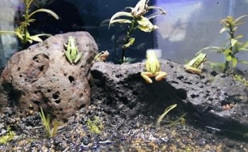 Veterinaria Dog-Thor