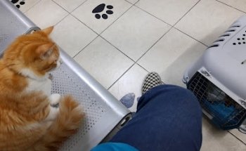 21 Animal Health México