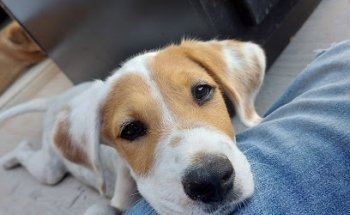 Veterinaria Camino Real