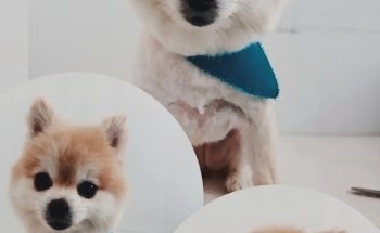 Veterinaria LOVET cuidando a tu mejor amigo