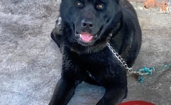 Clínica Veterinaria Vetsa