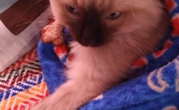 Clínica Veterinaria Dharma