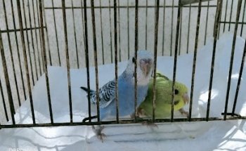 Estetica Canina Villaflores