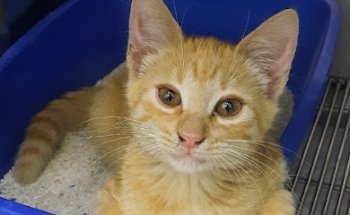 Zuvet Clinica Veterinaria