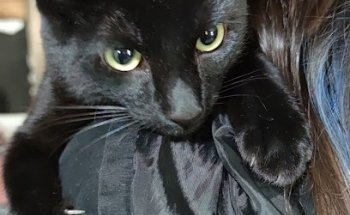 House Pet Happy Veterinaria