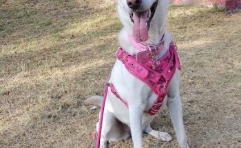 Veterinaria satélite