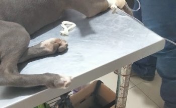 Farmacia y Servicios Veterinarios