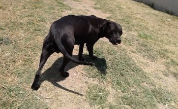 Consultorio Veterinario