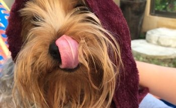 Centro Veterinario del Puerto