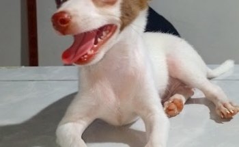 Veterinaria San Carlos