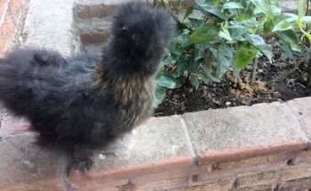 Clinica veterinaria el pollito