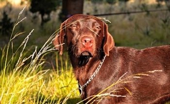 Veterinary Animal World