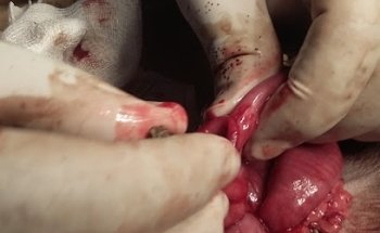 K-nino's Clínica Veterinaria