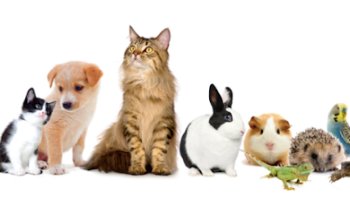 Hospital de especialidades Veterinarias parques insurgentes