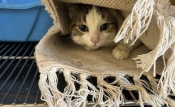 Medicina Integral Veterinaria