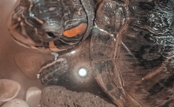 San Juan Bosco veterinary