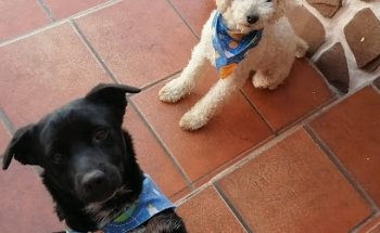 Veterinaria Galgodromo