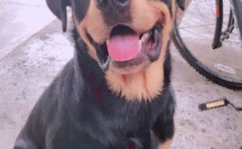 Clínica Veterinaria Doc