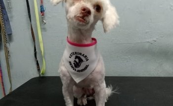 Veterinaria Servi-Animal