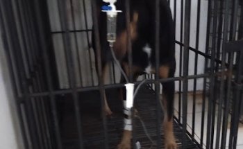 Clinica Veterinaria Diamond