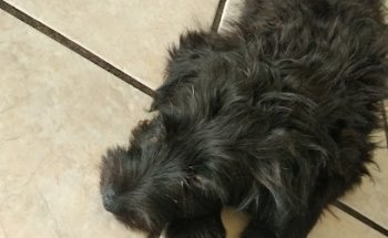 Animalia Veterinaria