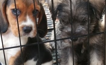 Veterinaria San Andres