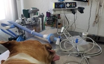 Clinica Veterinaria M.A.Z