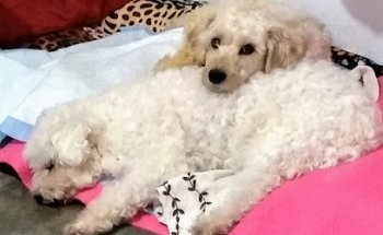 CLINICA VETERINARIA H.H.C.