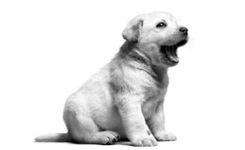 Hospital Veterinario Asis