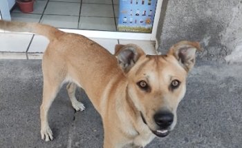 Consultorio Veterinario Animalandia