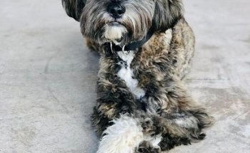 La Dogtora Veterinaria