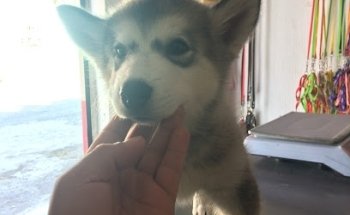 Farmacia Veterinaria San Jose