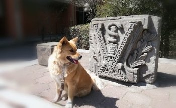 Clinica Veterinaria Coyucan