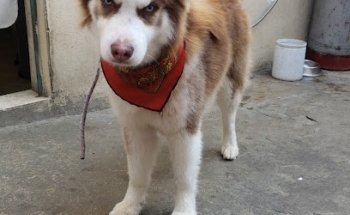 Clínica Veterinaria SIVET