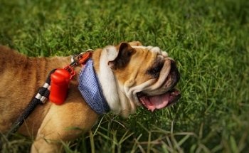 CentralBark Veterinaria y Estética Suc. B. del Espíritu Santo